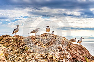 Seagulls sitting on mountain cliff against seascape in autumn cloudy day. Wild birds sea gulls in nature in mountain area on