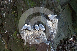 Seagulls are sitting/nesting in the steep rocky and mossy cliffs of Latrabjarg