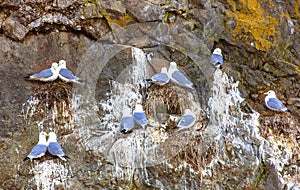 Seagulls are sitting in pairs on the nests on the rock.