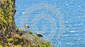 Seagulls are sitting in pairs on nests on a rock .