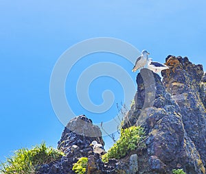 Seagulls are sitting in pairs on a rock