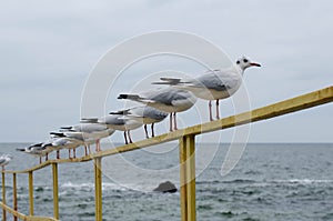 Seagulls are sitting on the railing by the sea. Seabirds look at the cold sea.