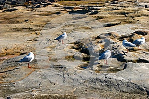 Seagulls sitting, resting, standing and sunbathing on barren rocky ground with pits in Clovelly, Sydney, Australia