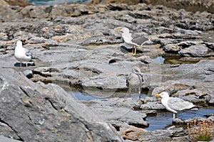 Seagulls sitting on a rock