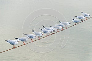seagulls sitting on a rope