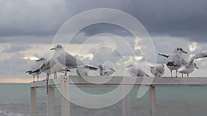 Seagulls Sitting on a White Pier Fence Near The Sea