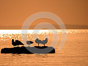 Seagulls sitting on wooden wave breaker