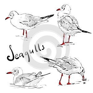 Seagulls sketch. Set of seagulls