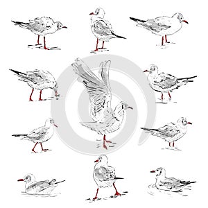 Seagulls sketch. Set of seagulls