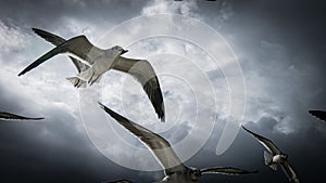 Seagulls in the sky, big clouds