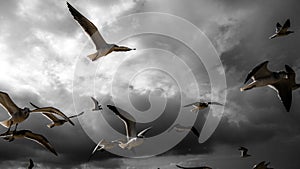 Seagulls in the sky, big clouds