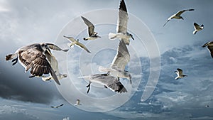 Seagulls in the sky, big clouds