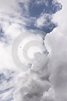 Seagulls between sky contrasts