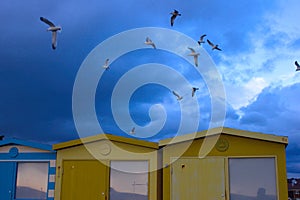 Seagulls in the sky over the beach huts in Seaford