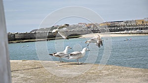 Seagulls slow motion flying 4k