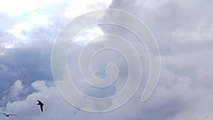 Seagulls soar against a background of blue sky with white clouds