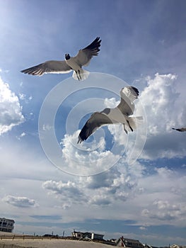 Seagulls Soar By The Seashore