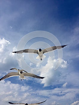 Seagulls Soar By The Seashore