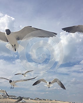 Seagulls Soar By The Seashore