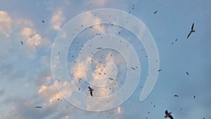 Seagulls soaring directly above in the sunset cloudy sky