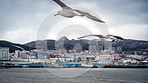 seagulls soaring over a serene body of water, Happiness Park, Weihai City, Shandong Province, China