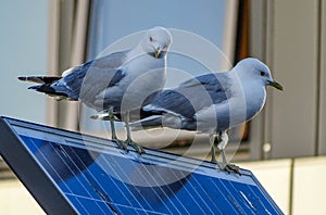 Seagulls on solar panel