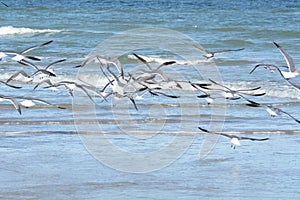 The seagulls spend most of their time searching for food along the island shore