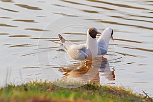 Seagulls on spring lake dance mating dances