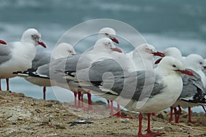 Seagulls standing