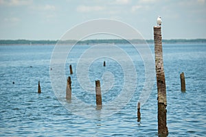 Seagulls standing on bamboo