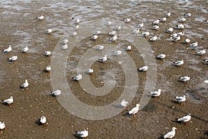 Seagulls standing on the beach at Bangpoo Samut Prakarn Thailand