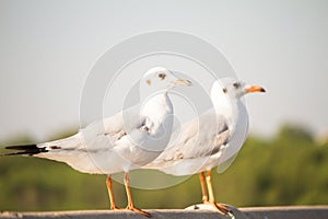 Seagulls standing on the fence on blurred trees background