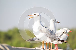 Seagulls standing on the fence on blurred trees background