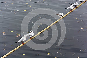 Seagulls standing on marine rope