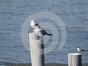 Seagulls standing on posts