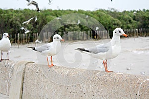 Seagulls standing on the railing at Bangpoo Samut Prakarn Thailand