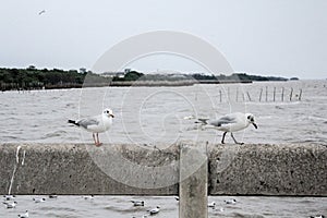 Seagulls standing on the railing at Bangpoo