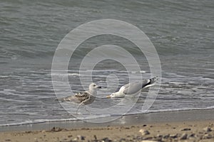 Seagulls Standing on a Sandy Beach Near Crashing Waves on a Cloudy Day photo