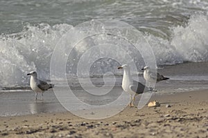 Seagulls Standing on a Sandy Beach Near Crashing Waves on a Cloudy Day photo