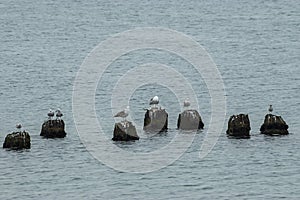 Seagulls standing at some old concrete posts