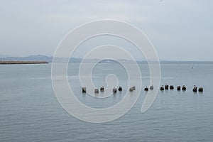 Seagulls standing at some old concrete posts