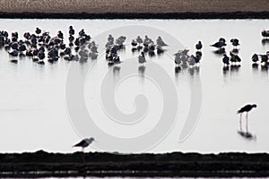 Seagulls standing in a swamp