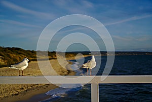 Seagulls standing on white fence