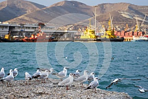 Seagulls on a stone in the seaport