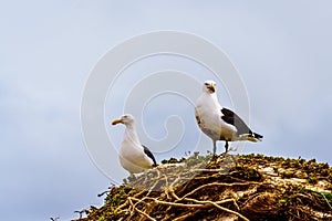 Seagulls at Strandfontein beach on Baden Powell Drive between Macassar and Muizenberg near Cape Town