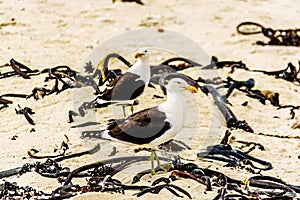 Seagulls at Strandfontein beach on Baden Powell Drive between Macassar and Muizenberg near Cape Town