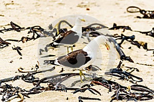 Seagulls at Strandfontein beach on Baden Powell Drive between Macassar and Muizenberg near Cape Town