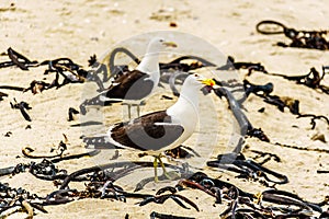 Seagulls at Strandfontein beach on Baden Powell Drive between Macassar and Muizenberg near Cape Town