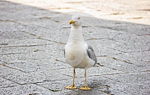 Seagulls are a subfamily of larid seabirds of the order of the Caradriiformes. The main genus of this subfamily is Larus. Despite