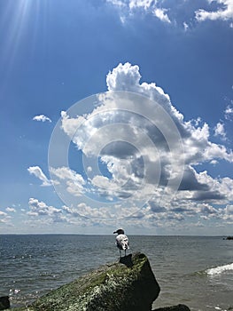 Seagulls during Sunny Day in August at Coney Island Beach in Brooklyn, New York, NY.